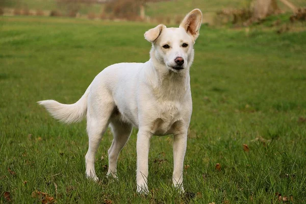 Schöner Weißer Schäferhund Mischling Steht Auf Einem Feld — Stockfoto