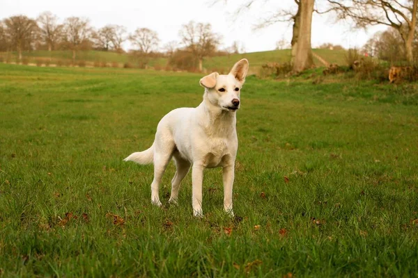 Güzel Beyaz Çoban Köpeği Bir Tarlada Duruyor — Stok fotoğraf