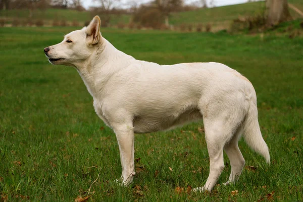 Güzel Beyaz Çoban Köpeği Bir Tarlada Duruyor — Stok fotoğraf