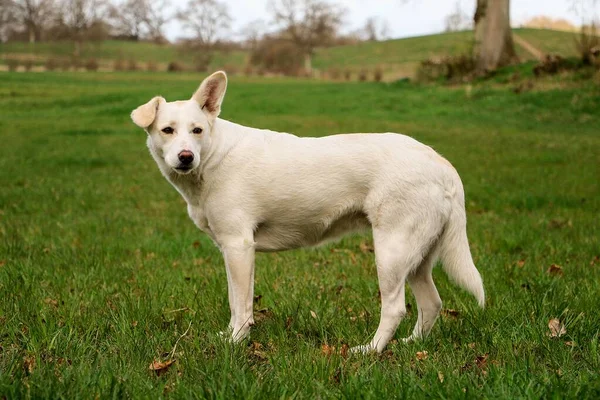 美しい白い羊飼い混合犬が畑に立っています — ストック写真