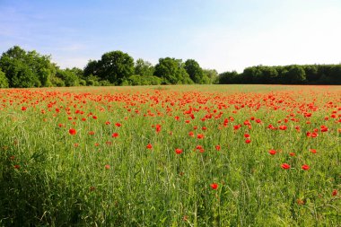 Güzel bir kırmızı haşhaş tarlasına yakın.