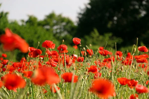 Primer Plano Hermoso Campo Amapola Roja — Foto de Stock