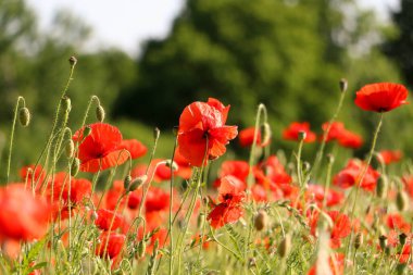 Güzel bir kırmızı haşhaş tarlasına yakın.