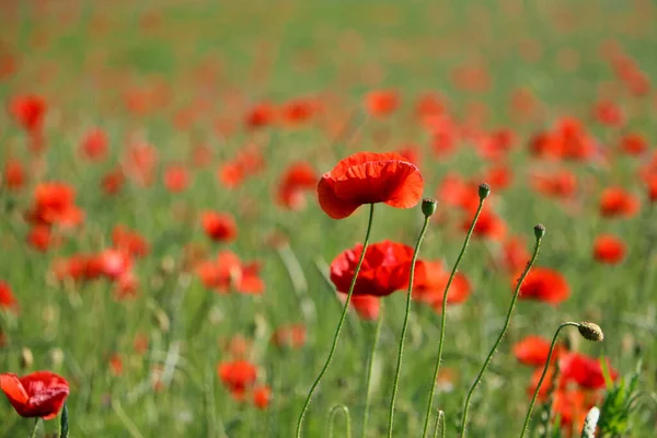 Primer Plano Hermoso Campo Amapola Roja — Foto de Stock