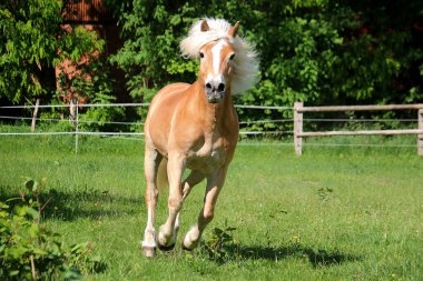 Güzel haflinger atı çayırda koşuyor ve kameraya bakıyor.