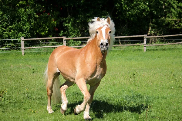 Bellissimo Cavallo Haflinger Sta Correndo Sul Paddock Guardando Nella Fotocamera — Foto Stock