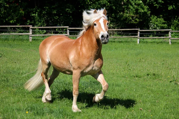 Piękny Koń Haflinger Biegnie Padoku Patrzy Kamerę — Zdjęcie stockowe