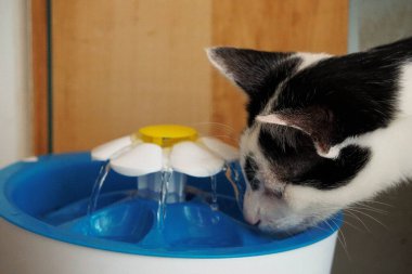 Siyah ve beyaz kedi, elektrikli bir çeşmeden tatlı su içiyorlar. 