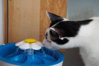 Siyah ve beyaz kedi, elektrikli bir çeşmeden tatlı su içiyorlar. 