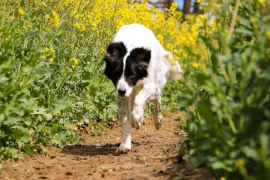 Siyah ve beyaz renkte çoban köpeği tecavüz tohumu tarlasında koşuyor.