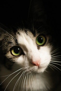 Şirin bir kedinin göz portresini kapat.