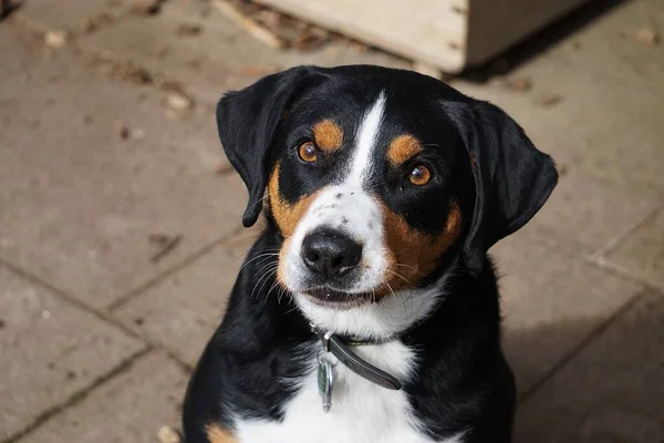 Bonito Tricolor Appenzeller Cão Retrato — Fotografia de Stock