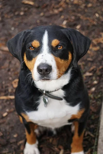 Bonito Tricolor Appenzeller Cão Retrato — Fotografia de Stock