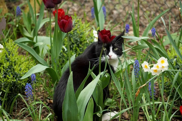 Güzel Siyah Beyaz Kedi Portresi Bahçedeki Çiçeklikte — Stok fotoğraf