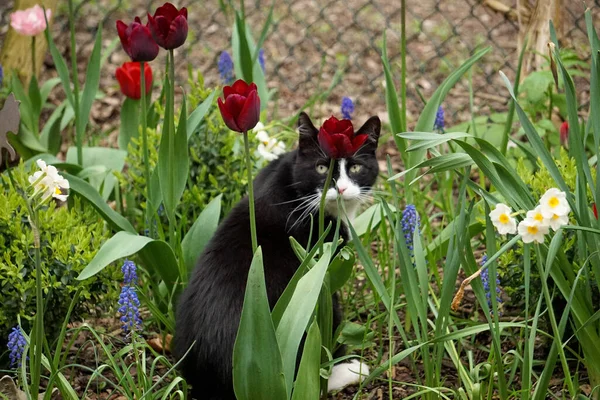 Krásný Černobílý Kočičí Portrét Záhonu Zahradě — Stock fotografie