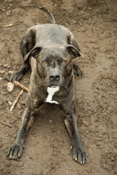 Velký Americký Staffordshire Pes Leží Zemi — Stock fotografie