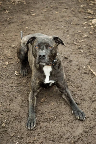 Grand Chien Américain Staffordshire Est Couché Sur Sol — Photo