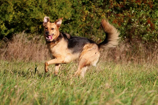 美しい羊飼いの混合犬が美しい自然界の畑を走っています — ストック写真