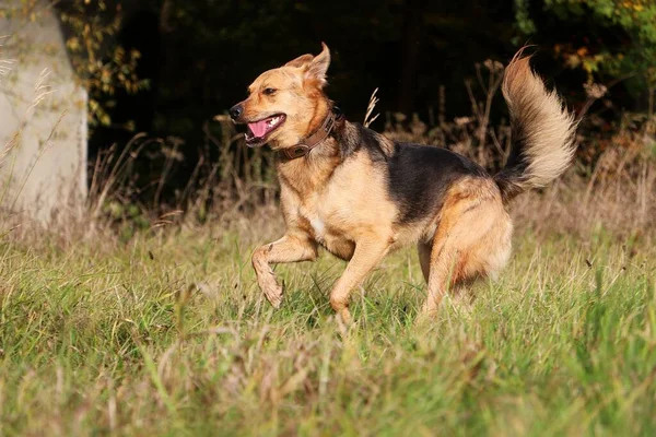 美しい羊飼いの混合犬が美しい自然界の畑を走っています — ストック写真