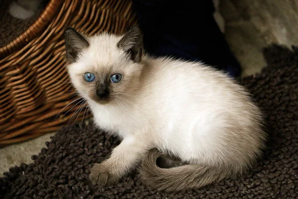 Şirin Siam Kedi Portresi Mavi Gözlü — Stok fotoğraf