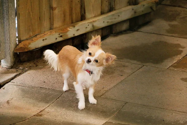 Vacker Liten Långhårig Chihuahua Står Terrassen — Stockfoto