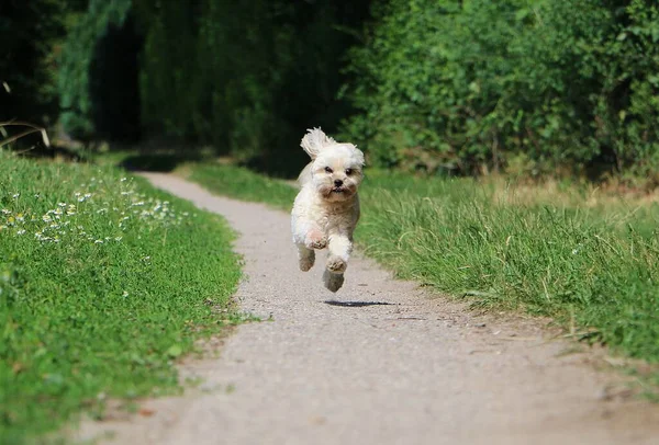 Pequeno Lhasa Apso Está Correndo Parque Uma Pista Areia — Fotografia de Stock