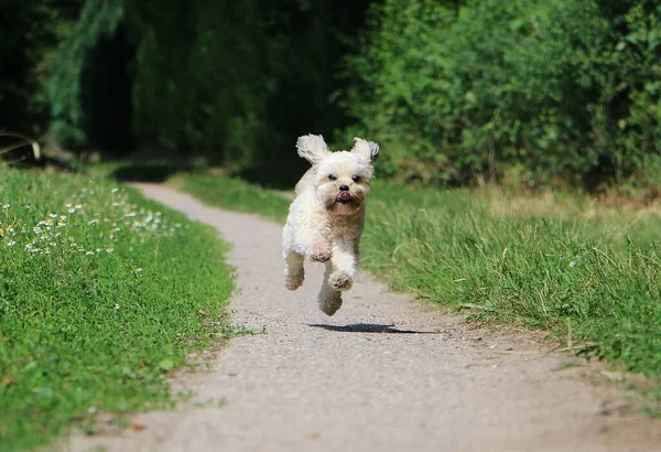 Pequeño Lhasa Apso Está Corriendo Parque Una Pista Arena — Foto de Stock