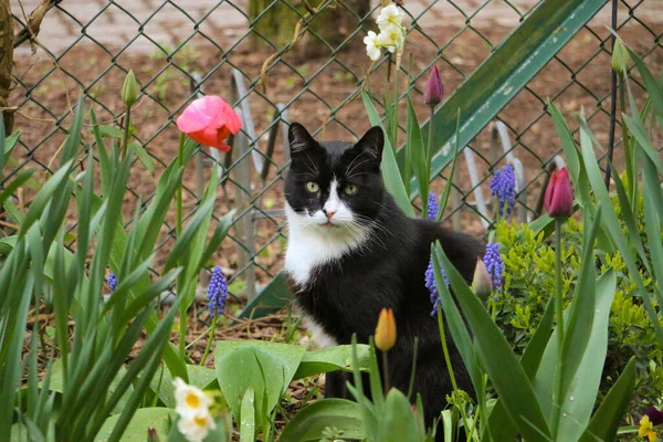 花园里花坛上美丽的黑白相间的猫像 — 图库照片