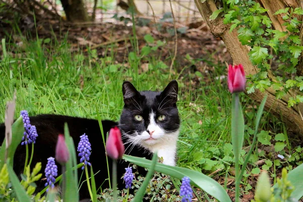 Güzel Siyah Beyaz Kedi Portresi Bahçedeki Çiçeklikte — Stok fotoğraf