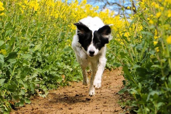 Negro Blanco Borde Collie Mixto Perro Está Corriendo Una Pista — Foto de Stock