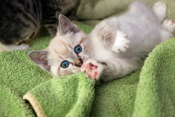 Belo Pequeno Retrato Gatinho Birmanês — Fotografia de Stock