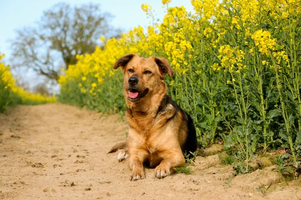 Όμορφη Μικτή Γερμανικό Σκυλί Βοσκός Βρίσκεται Ένα Κομμάτι Στο Πεδίο — Φωτογραφία Αρχείου