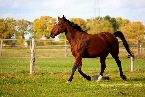 美しい茶色の四分の1馬がパドックを歩いています — ストック写真