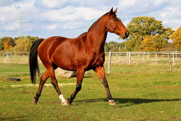 Vacker Brun Kvartalet Häst Går Paddock — Stockfoto