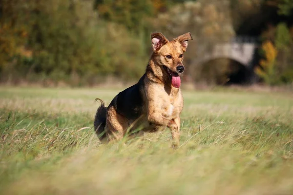 Güzel Çoban Köpeği Güzel Doğada Bir Tarlada Koşuyor — Stok fotoğraf