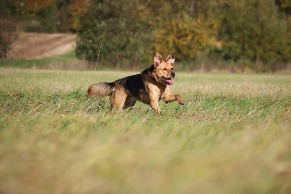 Beautiful Shepherd Mixed Dog Running Field Beautiful Nature — Stock Photo, Image