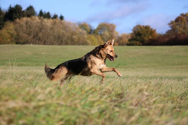 Güzel Melez Alman Çoban Köpeği Tarlada Koşuyor — Stok fotoğraf