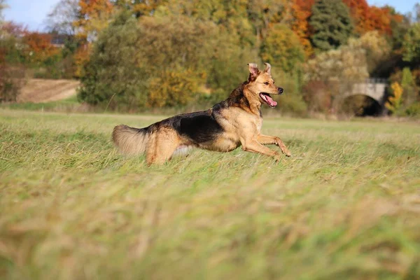 Vacker Blandad Tysk Herde Hund Körs Ett Fält — Stockfoto