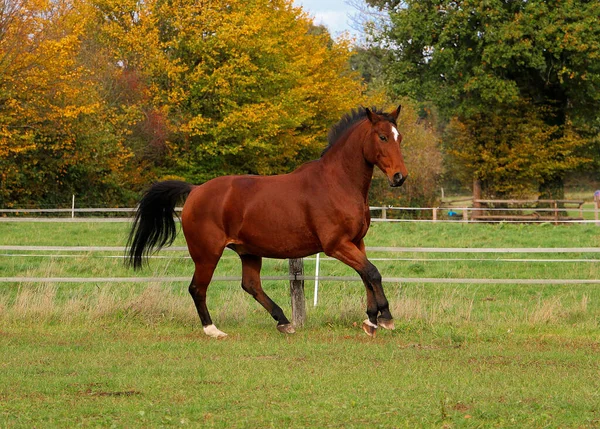 Bonito Marrom Quarto Cavalo Está Andando Paddock — Fotografia de Stock