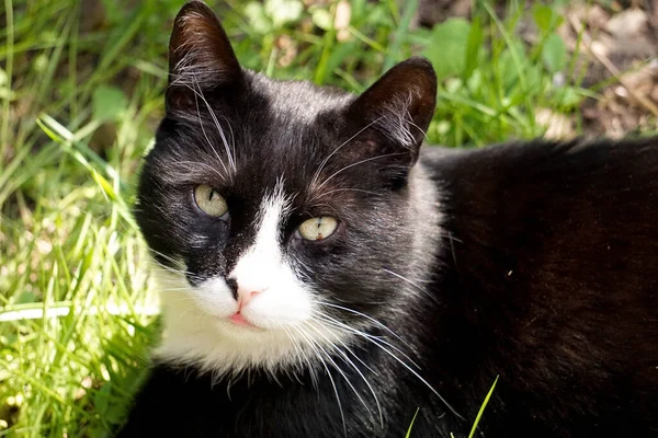 Schwarz Weiß Porträt Einer Niedlichen Katze Garten Stockbild