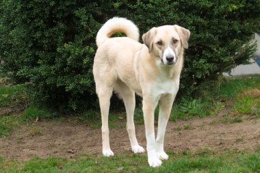güzel büyük kangal karışık köpek portresi bahçede