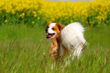 Tatlı kahverengi ve beyaz melez köpek arka planda tecavüz tohumlarıyla bir tarlada duruyor.