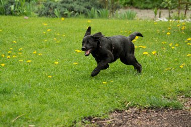 Komik siyah labrador bahçede koşuyor.