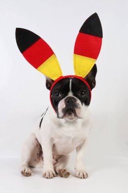 Fransız bulldog stüdyoda oturuyor ve büyük bir Alman hayranı.