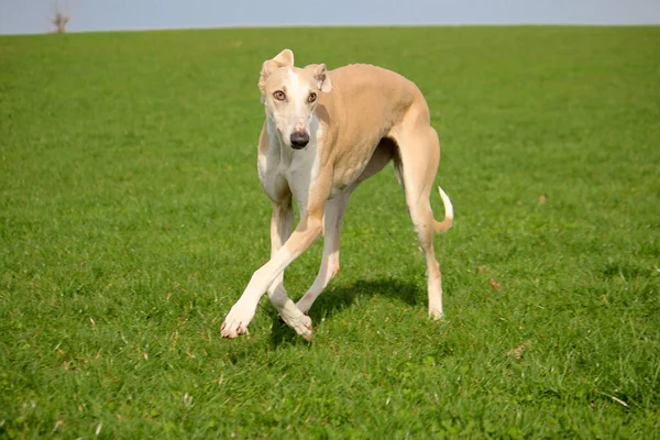 Όμορφη Μεγάλη Sighthound Είναι Περπάτημα Στο Πάρκο — Φωτογραφία Αρχείου