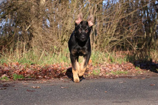 Siyah Alman Çoban Köpeği Bir Sonbahar Günü Sokakta Yürüyor — Stok fotoğraf