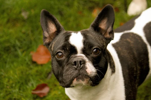Schwarz Weiße Französische Bulldogge Steht Garten Und Blickt Die Kamera — Stockfoto