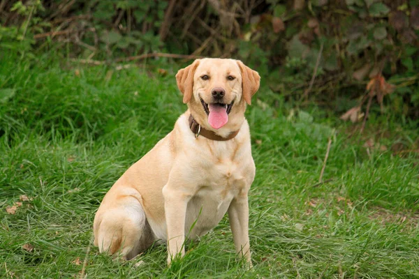 Hermoso Labrador Amarillo Retriever Está Sentado Jardín — Foto de Stock