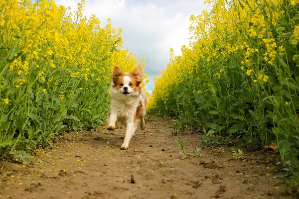 Schöner Braun Weißer Kromhund Läuft Einem Gelben Rapsfeld — Stockfoto