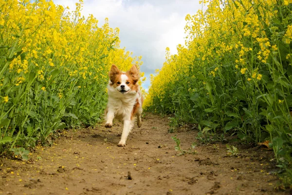 Vacker Brun Och Vit Krom Hund Körs Ett Spår Gul — Stockfoto